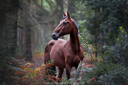 Camille Changeur Photographe