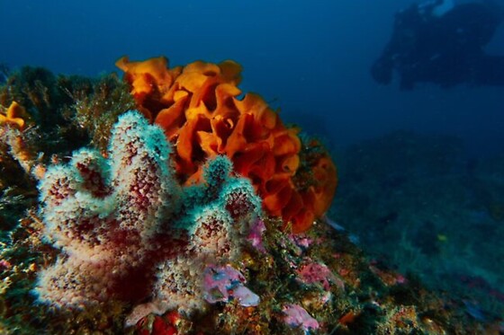 Anthia Diving Center - photo 3