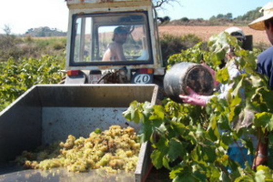 BODEGA MIQUEL JANÉ - photo 9