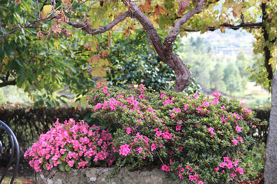 Quinta de Canhões - photo 15