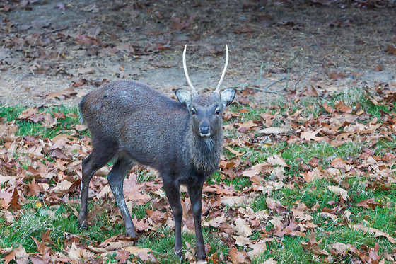 Domaine de la Dombes - photo 2