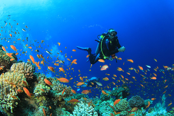ECO-DIVE - photo 1