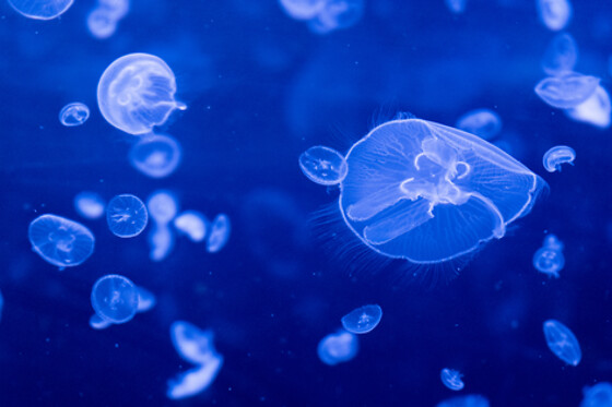 Sortie à l'aquarium pour 2 - L'Aquarium de Paris - Paris (75016)