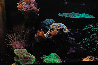 Sortie à l'aquarium pour 2 - L'Aquarium de Paris - Paris (75016)