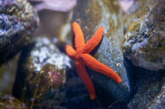 Sortie à l'aquarium pour 2 - L'Aquarium de Paris - Paris (75016)