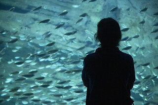 Sortie à l'aquarium pour 2 - L'Aquarium de Paris - Paris (75016)