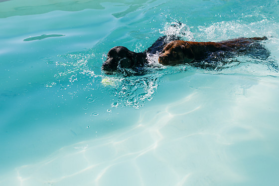 MISTER PET RESORT - photo 4