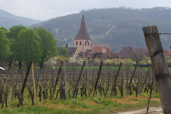 Domaine André Blanck et ses fils - photo 6