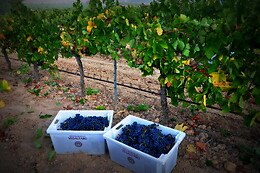 BODEGAS VEGALFARO