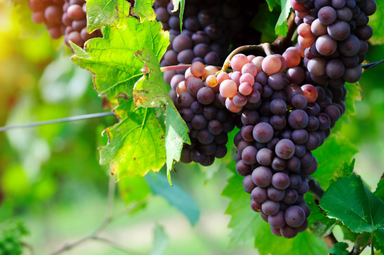 BODEGA AUMESQUET GARRIDO - photo 4