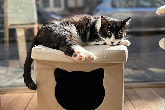 Chez Miss Miaouw - photo 0