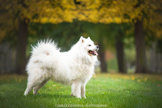 Camille Changeur Photographe - photo 3