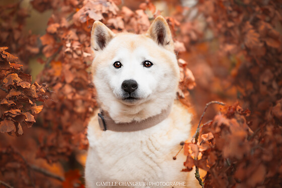 Camille Changeur Photographe - photo 4