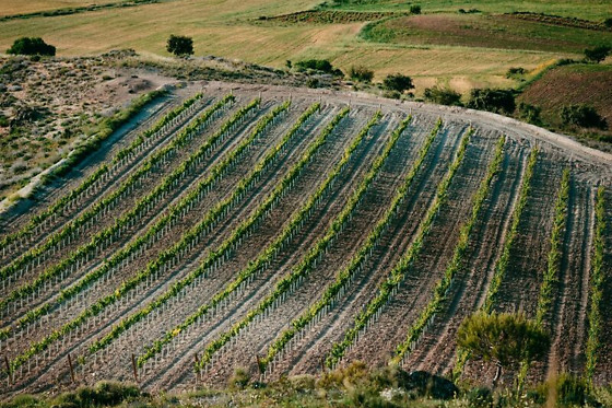 BODEGAS MONTEABELLON - photo 0
