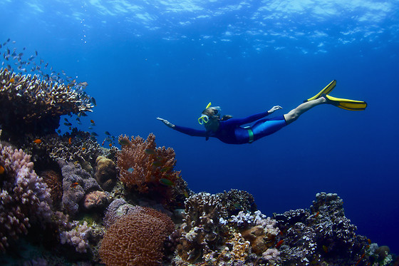ECO-DIVE - photo 0