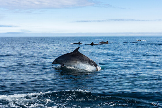 Oceanboat64 - photo 1