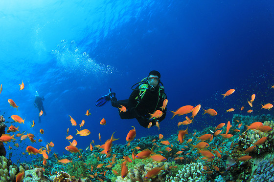 Diving Calvi Calvi Wonderbox