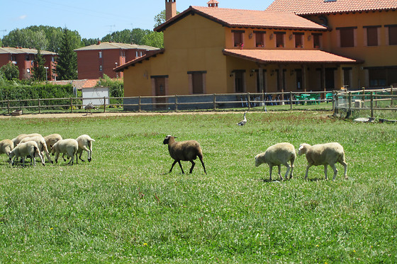 HOSPEDERIA LOS REALES - photo 8