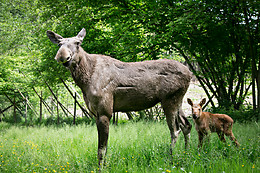 Parc Forestia