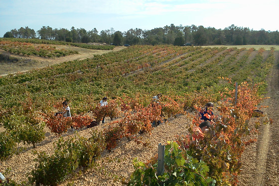 BODEGA EL MOSAICO DE BACO - photo 3