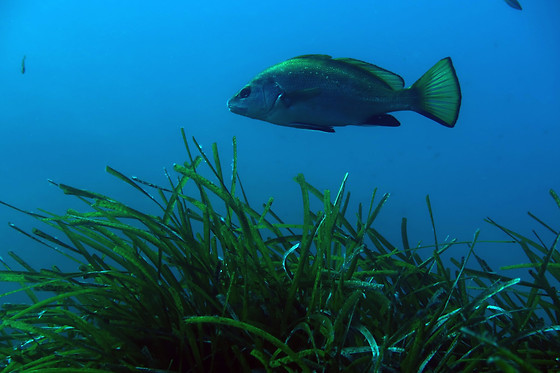 BNR Diving - photo 4
