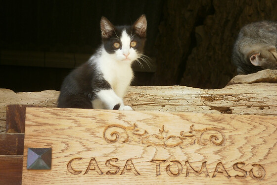 CASA TOMASO - photo 10