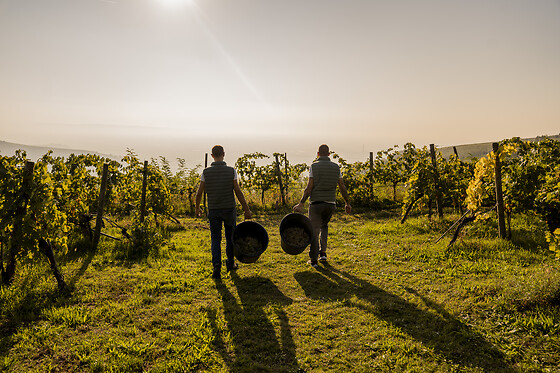 Cantina Castello - photo 2