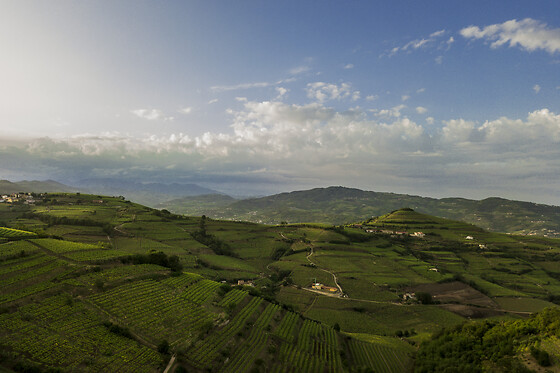 Cantina Castello - photo 9