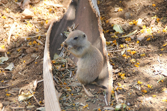 KRAZY WORLD - photo 4