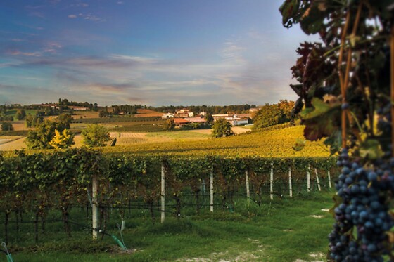 Cantina Bertagna - photo 3