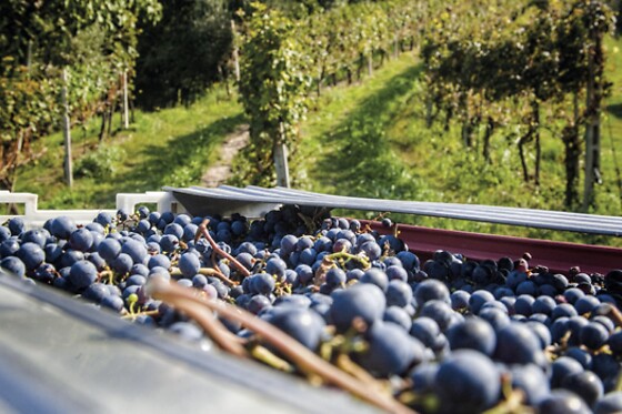Cantina Bertagna - photo 8