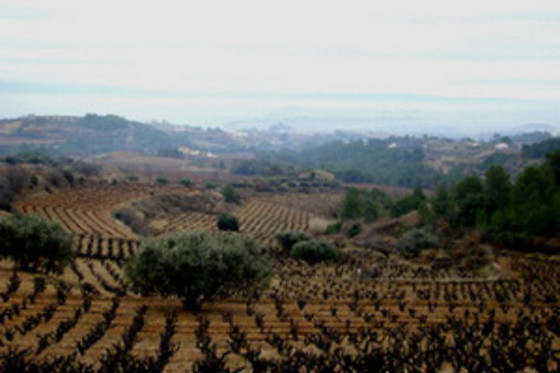 BODEGA MIQUEL JANÉ - photo 11