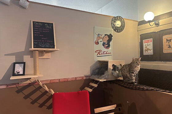 Cup Cats - Bar à Chats - photo 2